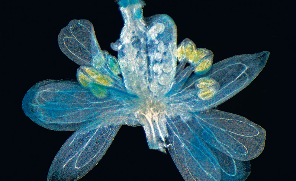 Ackerschmalwand (Arabidopsis thaliana) am MPI für molekulare Pflanzenphysiologie